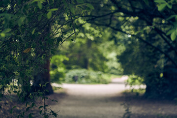 A beautiful path in a summer forest with tree branches hanging over a dirt road like an arch. With space to copy. High quality photo