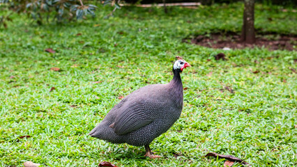 a Helmeted guineafowl walking on a grassy lawn. The bird has distinctive black and white speckles, a red wattle, and a white helmet