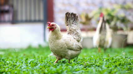 a rooster and hens enjoying a sunny day in a green pasture, with the rooster displaying its colorful plumage.
