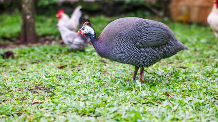 a Helmeted guineafowl walking on a grassy lawn. The bird has distinctive black and white speckles, a red wattle, and a white helmet