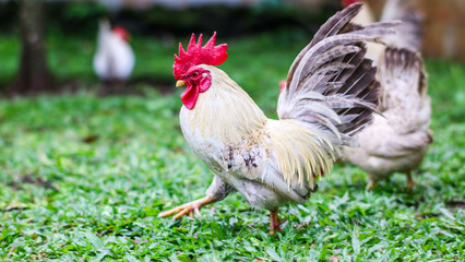 a rooster and hens enjoying a sunny day in a green pasture, with the rooster displaying its colorful plumage.