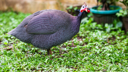 a Helmeted guineafowl walking on a grassy lawn. The bird has distinctive black and white speckles, a red wattle, and a white helmet
