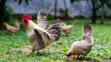 a rooster and hens enjoying a sunny day in a green pasture, with the rooster displaying its colorful plumage.