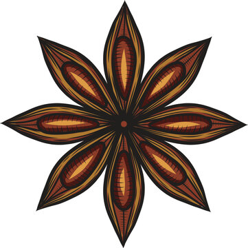 recommend clip art: Star anise spice vector illustration. Colored hand drawn sketch style drawing of spicy plant. Retro image of aromatic seeds.