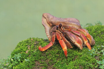 A hermit crab is walking slowly on a rock covered with moss. This animal whose habitat is on the edge of a sandy beach has the scientific name Paguroidea sp.