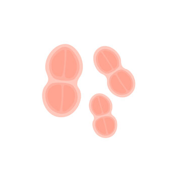 Tetracoccus Bacteria Illustration 