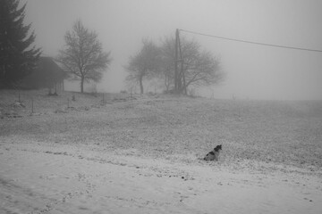 Rural misty mood . Ländliche Nebelstimmung