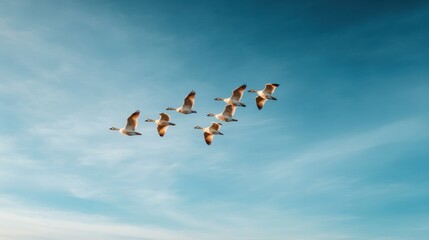 Obraz premium A serene view captures a flock of geese soaring through the sky, expertly flying in a V formation. This display of bird migration showcases their remarkable navigation skills during autumn