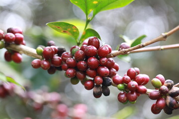 Harvesting coffee beans ,hand picking in farm. harvesting Robusta and arabica coffee berries by agriculturist hands, Worker Harvest arabica coffee berries on its branch.	