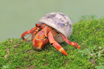A hermit crab is walking slowly on a rock covered with moss. This animal whose habitat is on the...