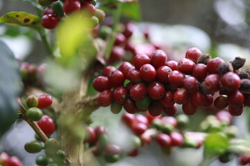 Harvesting coffee beans ,hand picking in farm. harvesting Robusta and arabica coffee berries by agriculturist hands, Worker Harvest arabica coffee berries on its branch.	