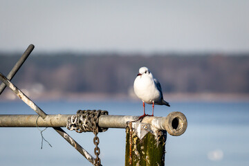 Fototapeta premium Seagull perched on a pier