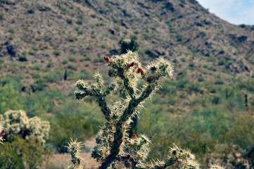 Cholla cactus, Close up, Sonora Desert, Mid Fall