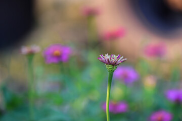 Marigold