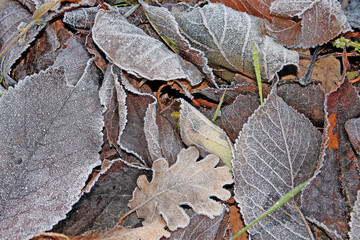 Feuille en habits de givre