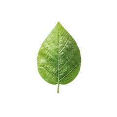 A vibrant green leaf showcasing intricate textures and natural beauty., isolated on a transparent background.