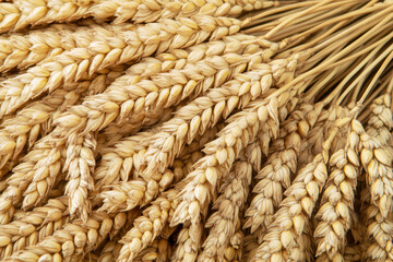 Golden wheat stalks harvested in a field ready for processing during late summer season
