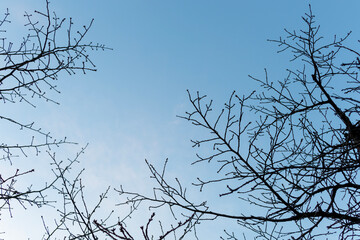branches of a tree in winter