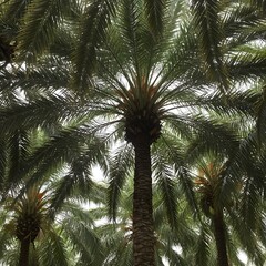 Palm 