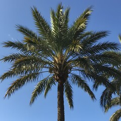 Palm 