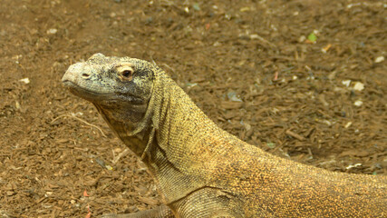 Dragón de Komodo