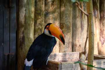 Fototapeta premium Tucán