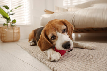 Cute dog playing with toy at home. Adorable pet