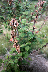 Monilial burn on blossom and twig blight of Nanking cherry tree or Prunus tomentosa, Cerasus...