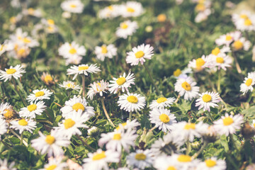 Fototapeta premium Daisies in summer