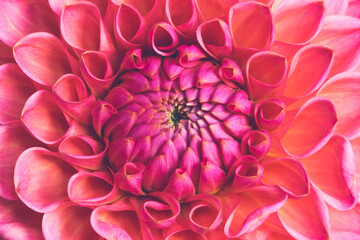 Close-up of a Crimson Dahlia