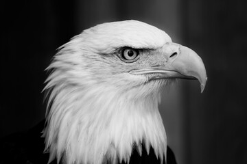 Close-up of a Bald Eagle