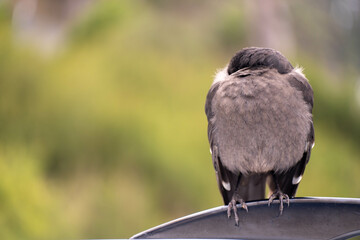 currawong sleeping in the morning in the bush