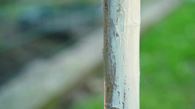 Whitewashing the trunk of a young tree with a brush close-up. Protection and care of fruit trees in the garden