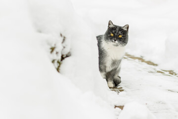 Biało-czarny kot z żółtymi oczami w zimie. Wokół śnieg, kot spaceruje.  © Paulina NOTOKOTY.PL