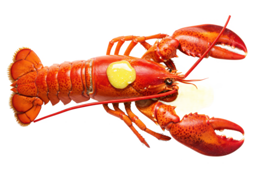Lobster with melted butter isolated on white background, top view, no depth of field, sharp.
