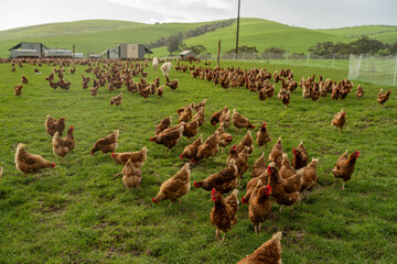 free range chicken farm with chook tractors on a regenerative agricultural australian farm in spring with poultry © Phoebe
