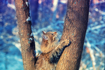 Cat sitting on the tree. Siberian cat walking in the forest