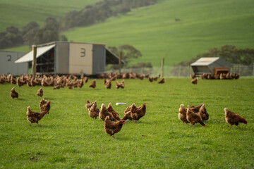 free range chicken farm with chook tractors on a regenerative agricultural australian farm in spring with poultry