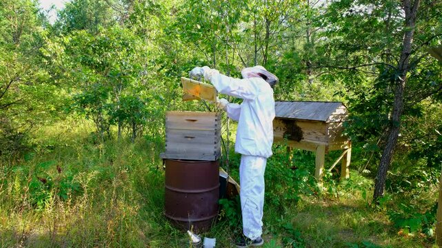 Beekeeper cleaning beehive frame full of honeycombs to be taken for honey harvesting