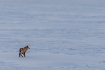 雪原とキタキツネ