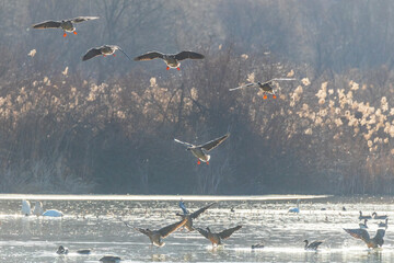Winter Migratory Bird Scenery in Junam Reservoir, Changwon, South Gyeongsang Province, South Korea