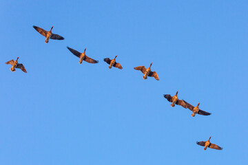 Winter Migratory Bird Scenery in Junam Reservoir, Changwon, South Gyeongsang Province, South Korea