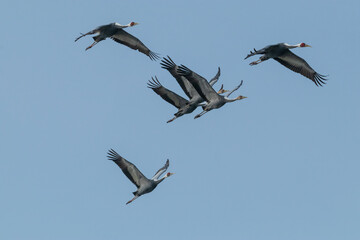 Winter Migratory Bird Scenery in Junam Reservoir, Changwon, South Gyeongsang Province, South Korea