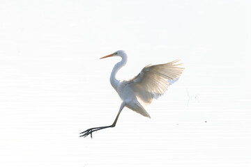Winter Migratory Bird Scenery in Junam Reservoir, Changwon, South Gyeongsang Province, South Korea