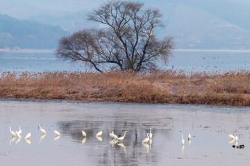 Winter Migratory Bird Scenery in Junam Reservoir, Changwon, South Gyeongsang Province, South Korea