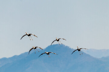 Winter Migratory Bird Scenery in Junam Reservoir, Changwon, South Gyeongsang Province, South Korea