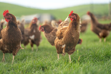 free range chicken farm with chook tractors on a regenerative agricultural australian farm in spring with poultry