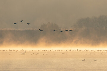 Winter Migratory Bird Scenery in Junam Reservoir, Changwon, South Gyeongsang Province, South Korea