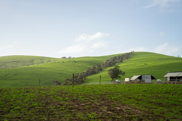free range chicken farm with chook tractors on a regenerative agricultural australian farm in spring with poultry