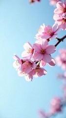 Fototapeta premium cherry blossoms blooming on a branch against a blue sky, spring flowers symbolizing renewal and beauty, concept of seasonal change and nature's elegance for travel, floristry, and wellness industries